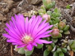 Delosperma lavisiae flower